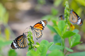 Monarch butterflies