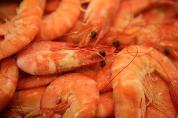 Shrimp macro texture, many orange prawns