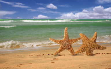 Fototapeta na wymiar Pair of Starfish Humorously Walking Along the Beach