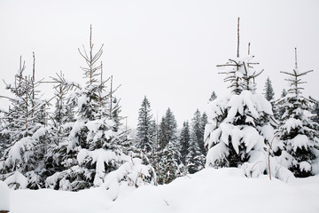 Obraz premium Snowy trees