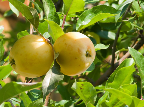 Apples on a branch