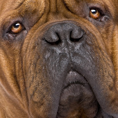 Obraz premium Dogue de Bordeaux (2 years)