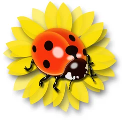 Foto auf Alu-Dibond Sonnenblume mit Käfer © Butch