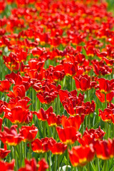 a huge field of blossoming red tulips