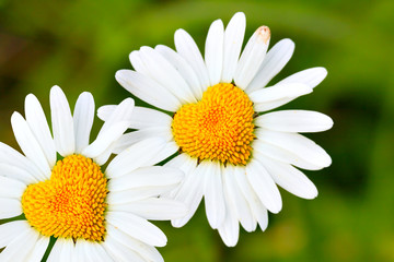 Daisies with heart