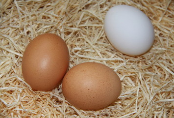 braune und weiße Eier