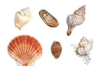 Sea Shells