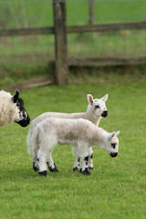 Obraz premium Twin Lambs in Spring