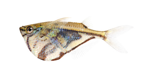 Common hatchetfish - Gasteropelecus sternicla © Eric Isselée