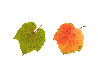 Summer and Autumn Grape Leaves