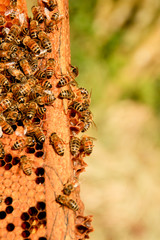 Bienenschwarm