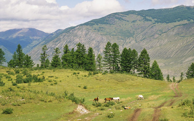 Fototapeta na wymiar The Altay landscape