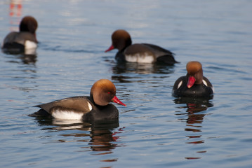 Ronde de nette rousse