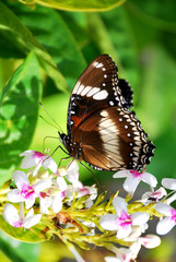 Butterfly 3