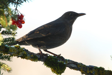 Amsel