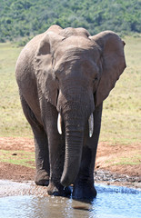 Fototapeta na wymiar Słoń afrykański, Republika Południowej Afryki