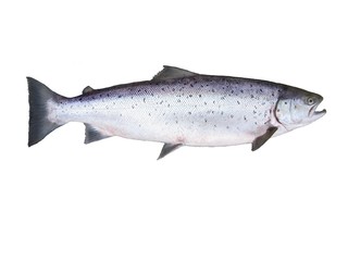 salmon on white background