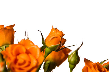 orange roses isolated on white