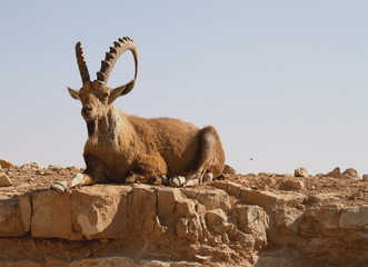 bouc sauvage