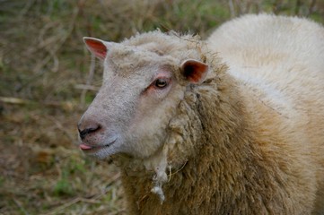 Mouton tire la langue
