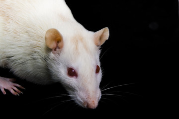 Rat