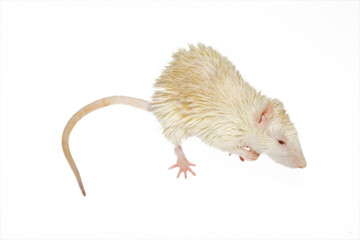 Rat