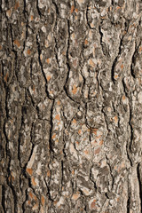 Pine bark