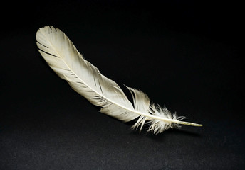 white feather - 11250458