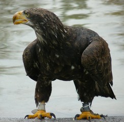 Adler