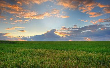 grassfield at sunset