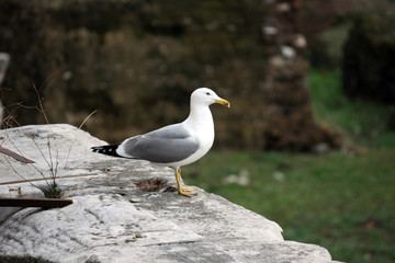 Fototapeta premium Gabbiano Romano