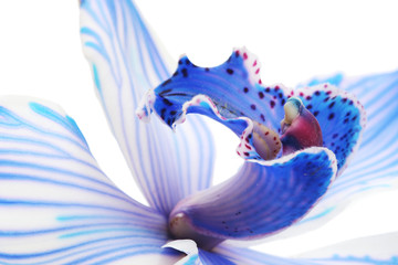 orchid