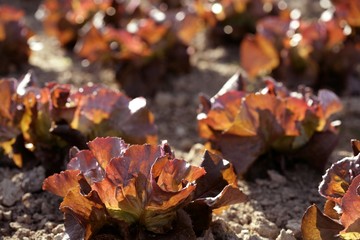 Green lettuce country in Spain