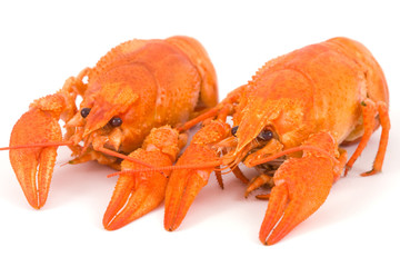 boiled crayfish