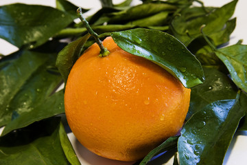 naranja y hojas