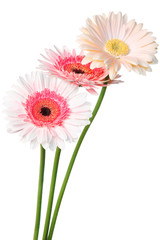 Colorfull Daisy isolated on white (with clipping path)