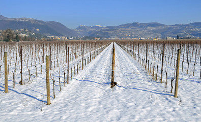 Vigneto della Valpolicella
