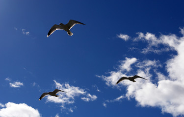 Seagulls flying