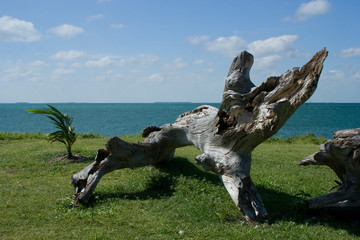Driftwood in Key West