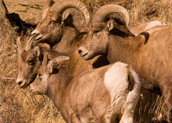 Bighorn Sheep