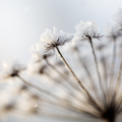 Frozen plant