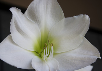 Amaryllis