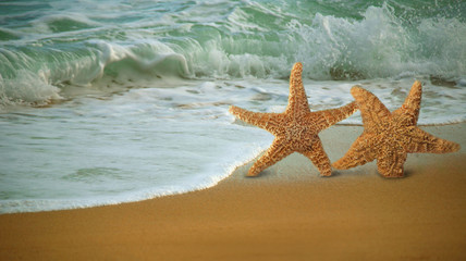 Fototapeta na wymiar Urocza Star Fish spaceru wzdłuż plaży