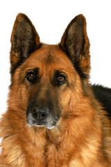 berger allemand agé