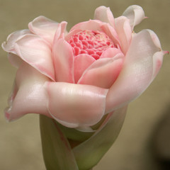 rose de porcelaine