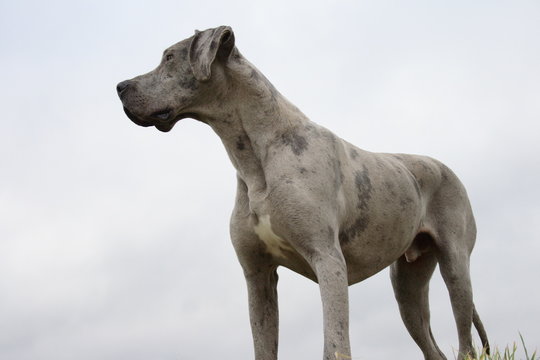 Dogge
