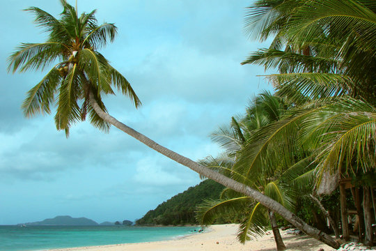 Cocotier pench&eacute; sur la plage