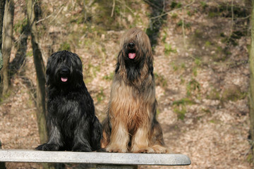 Duo Briard assis côte à côte