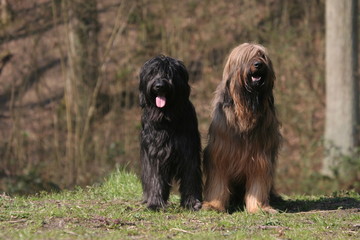 Couple de Briards en forêt