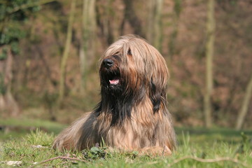 Fototapeta premium Le repos du Briard